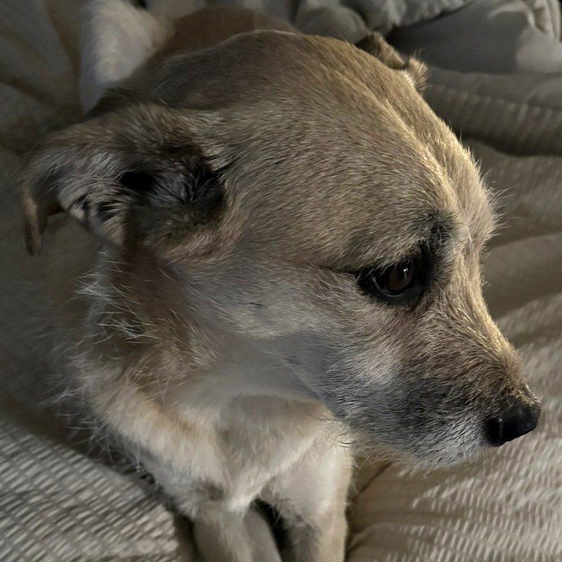 Niko