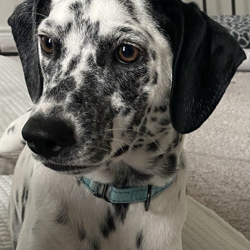 Penny