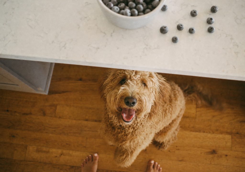 Looking down from the kitchen counter at a goldendoodle sitting on the floor, gazing up past a bowl of blueberries