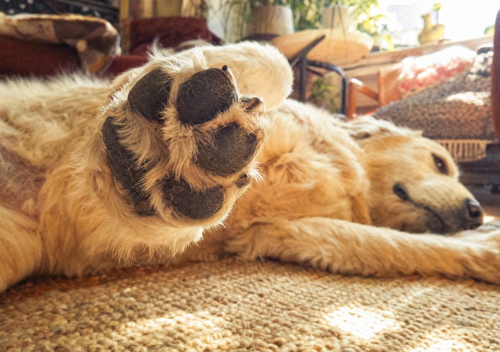 A dog's paw held up close to the camera