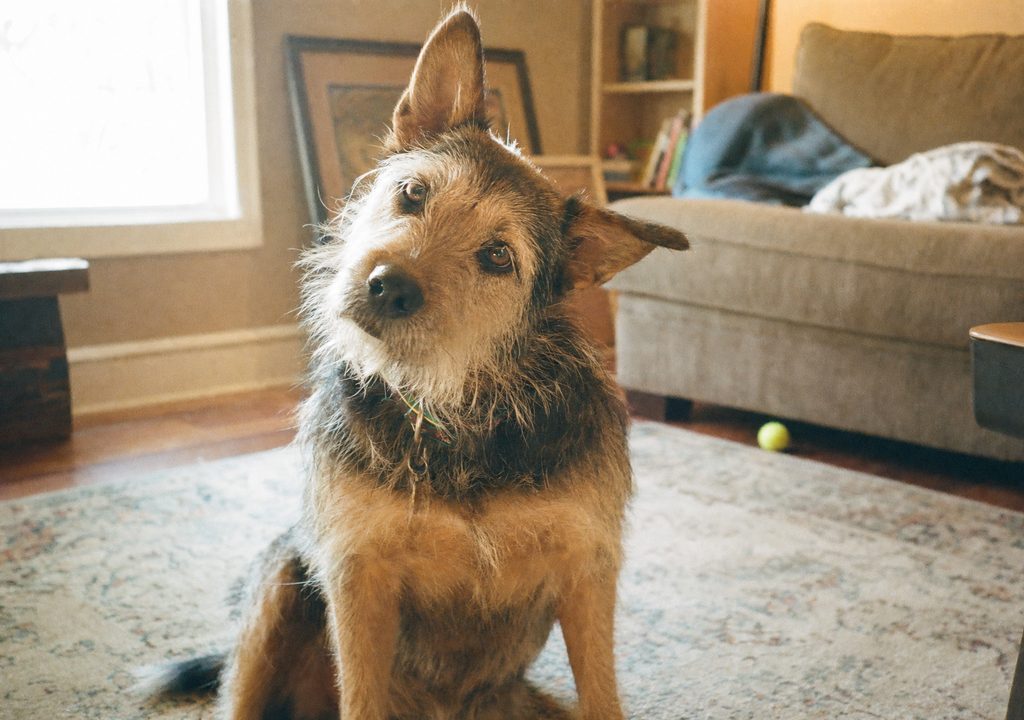 A dog mid-head-tilt, ears perked