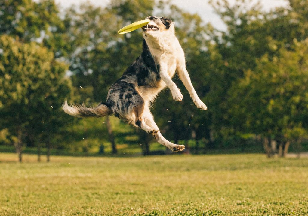 A dog mid-air catching a frisbee