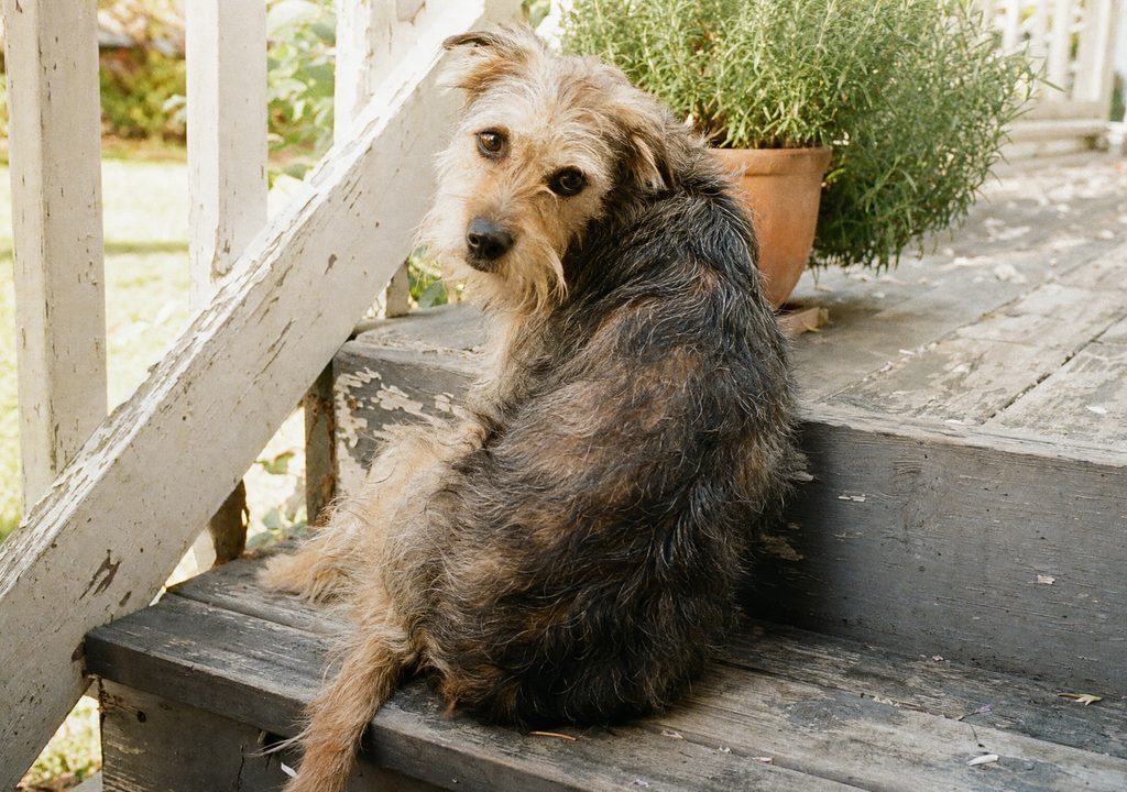 A scruffy dog on a porch step, glancing up over its shoulder