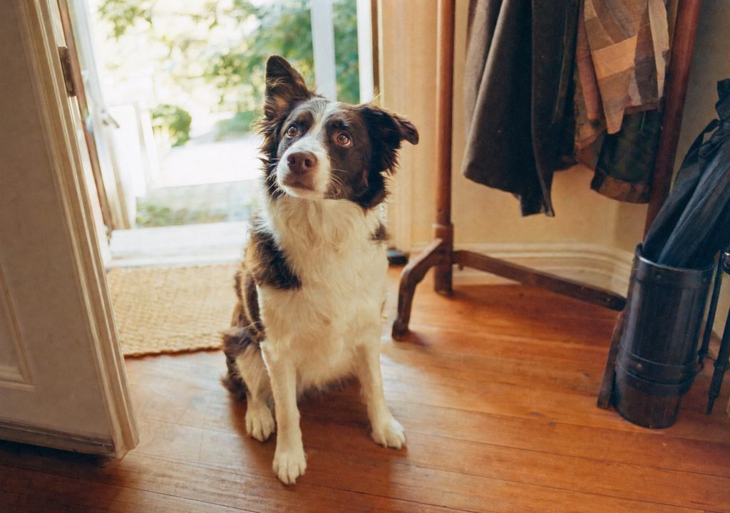 A young dog looking up alert and attentive, as if hearing a new name for the first time