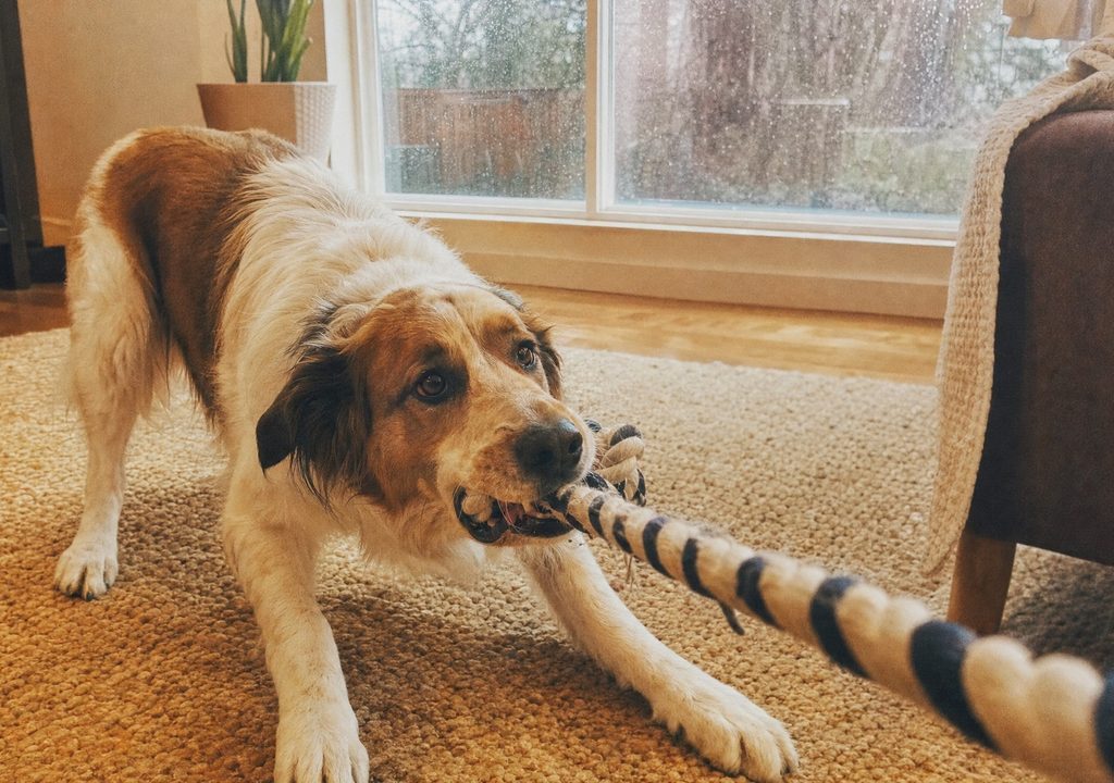 A dog playing tug indoors while rain falls outside the window