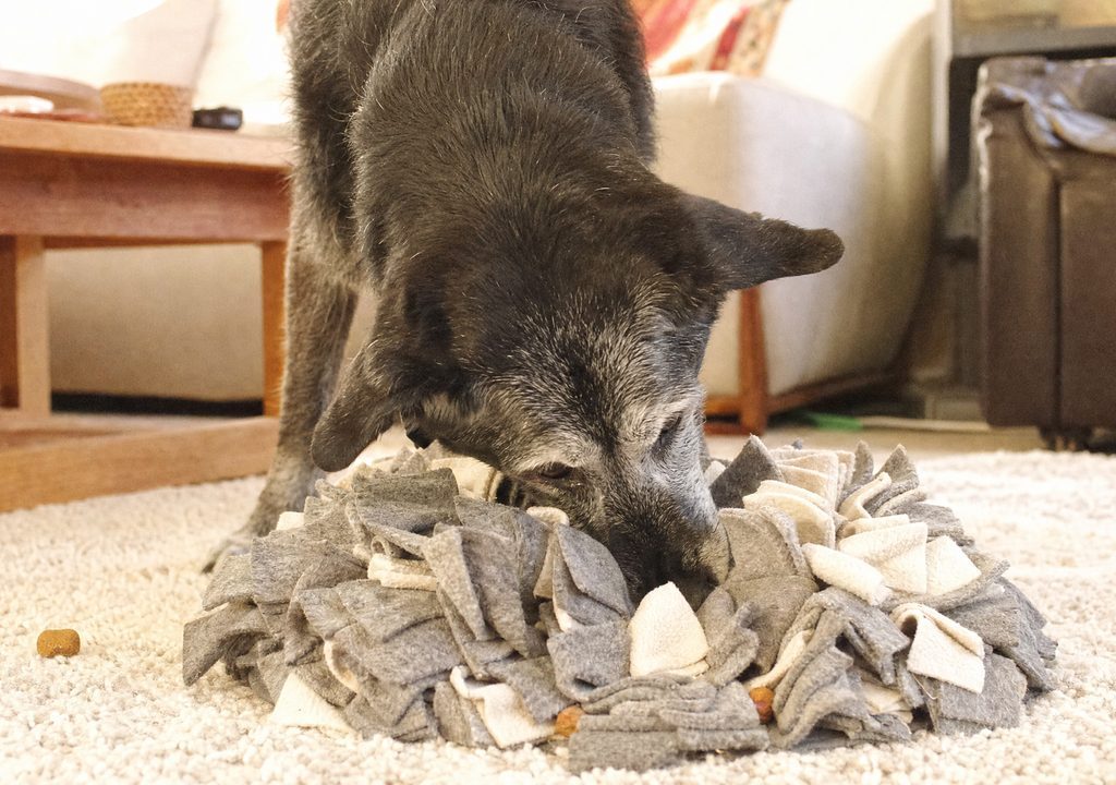 A senior dog gently sniffing out treats on a snuffle mat