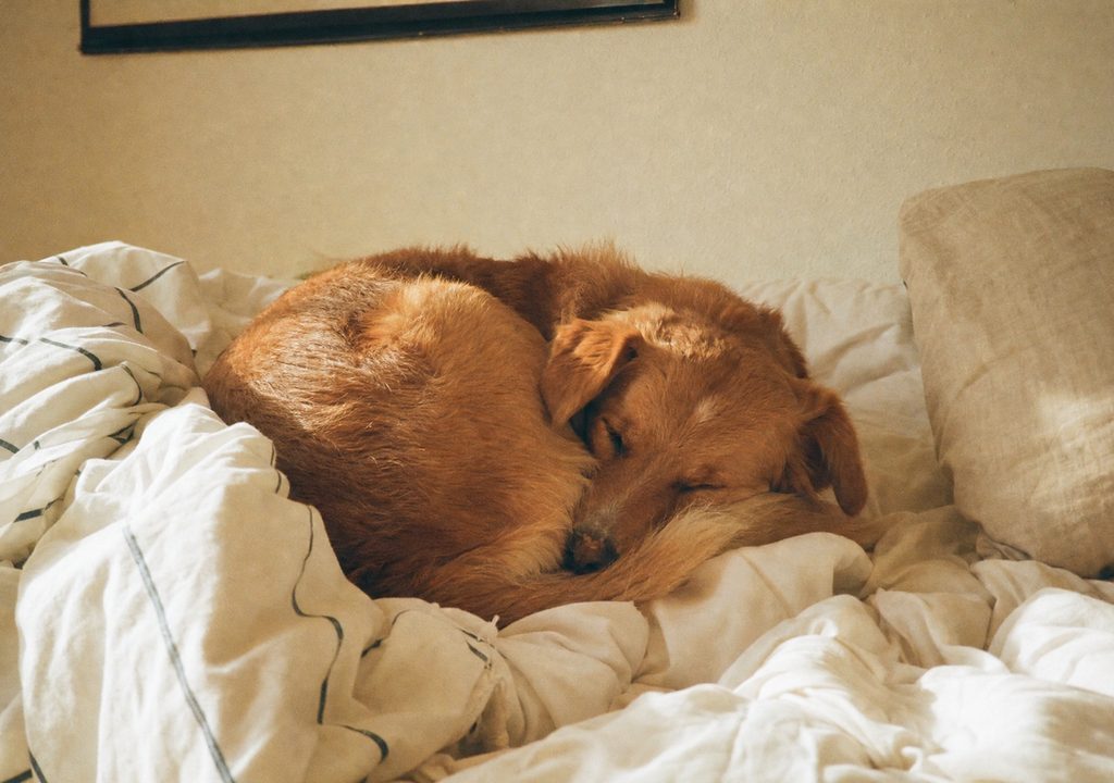 A dog fast asleep, curled into a ball on a bed