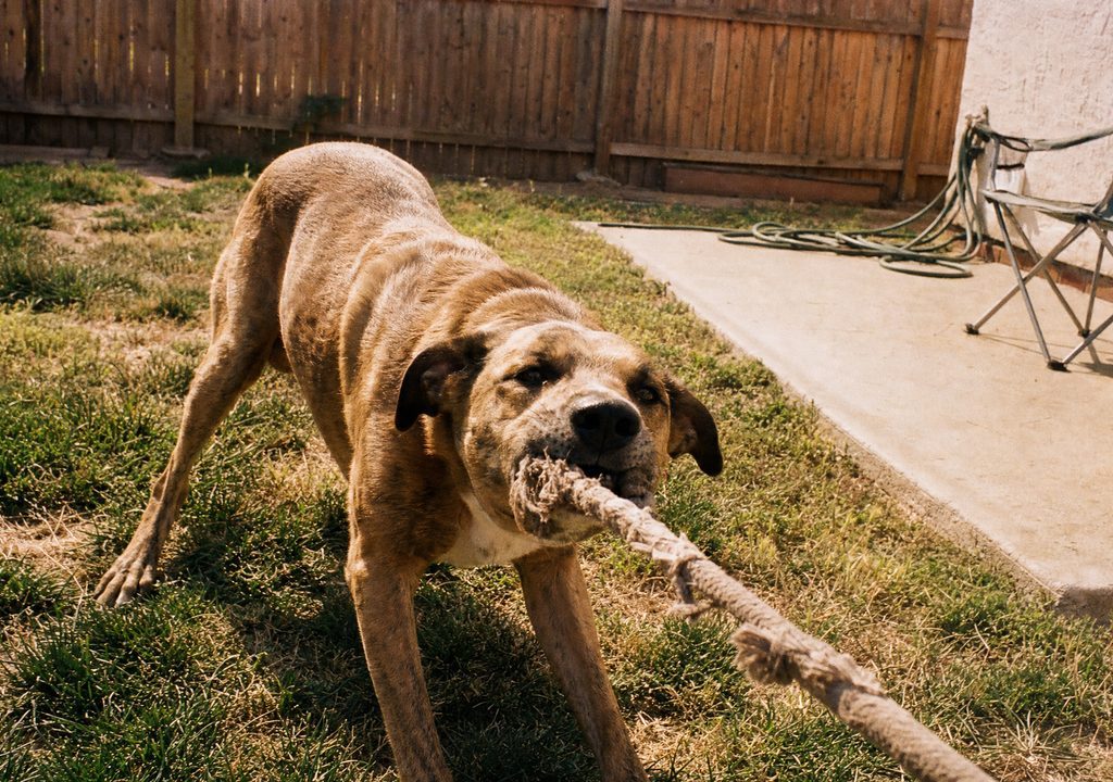 A dog playing tug in a small, fenced backyard